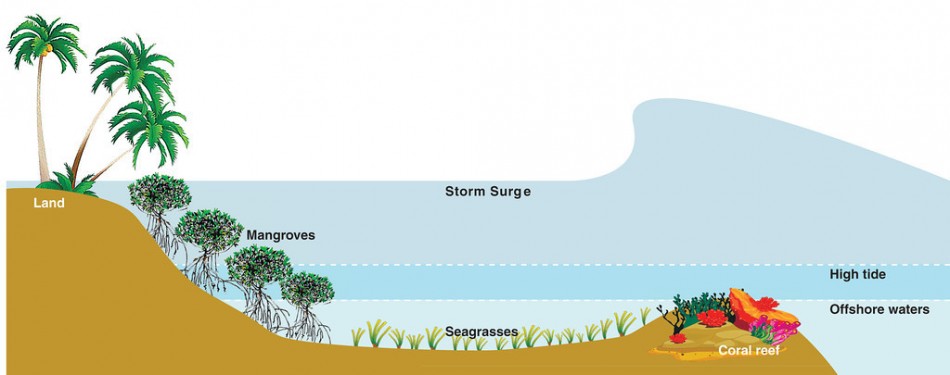 Mangroves can serve as a line of defense against storm surges. A storm surge is a sudden rise in the sea level above the normal high tide on the coast driven by the winds of a storm. Every kilometer of mangroves can reduce water levels by five to 50 centimeters, according to a report published by Nature Conservancy and Wetlands International in 2012. (Sun.Star Cebu Graphics/Rigil Kent Ynot)